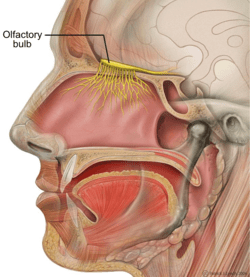 Olfactory Bulb image