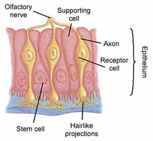 Olfactory Neurons & Epithelium