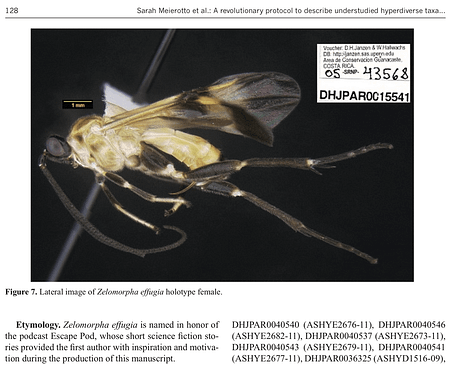 Image and description of Zelomopha effugia
